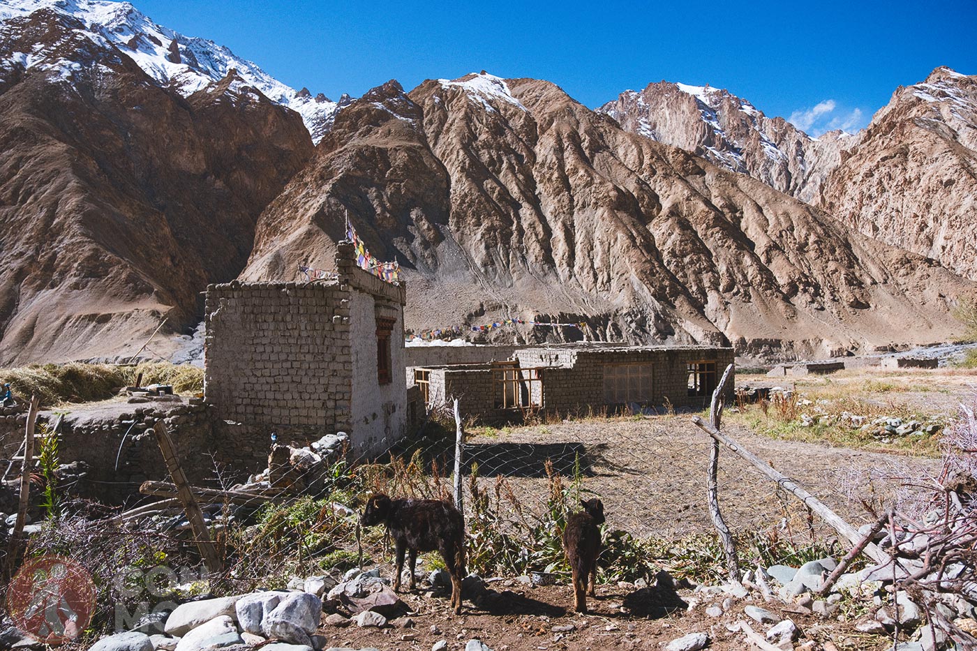 Markha - Upper Hankar (12)