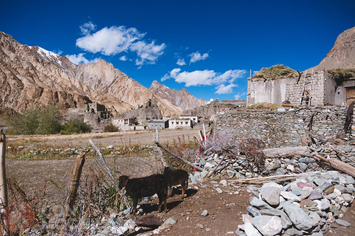 Markha - Upper Hankar (13)