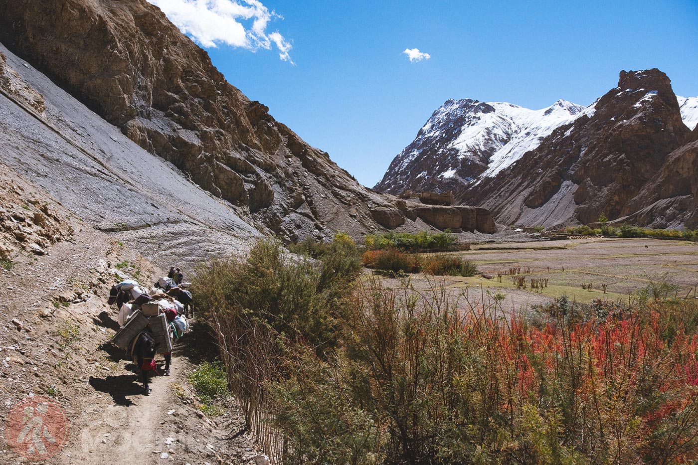 Markha - Upper Hankar (26)