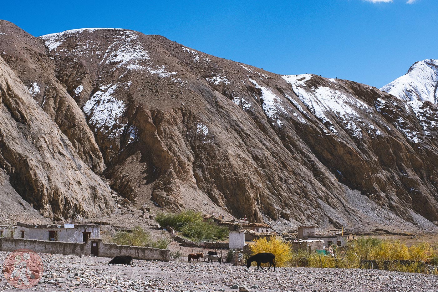 Markha - Upper Hankar (41)