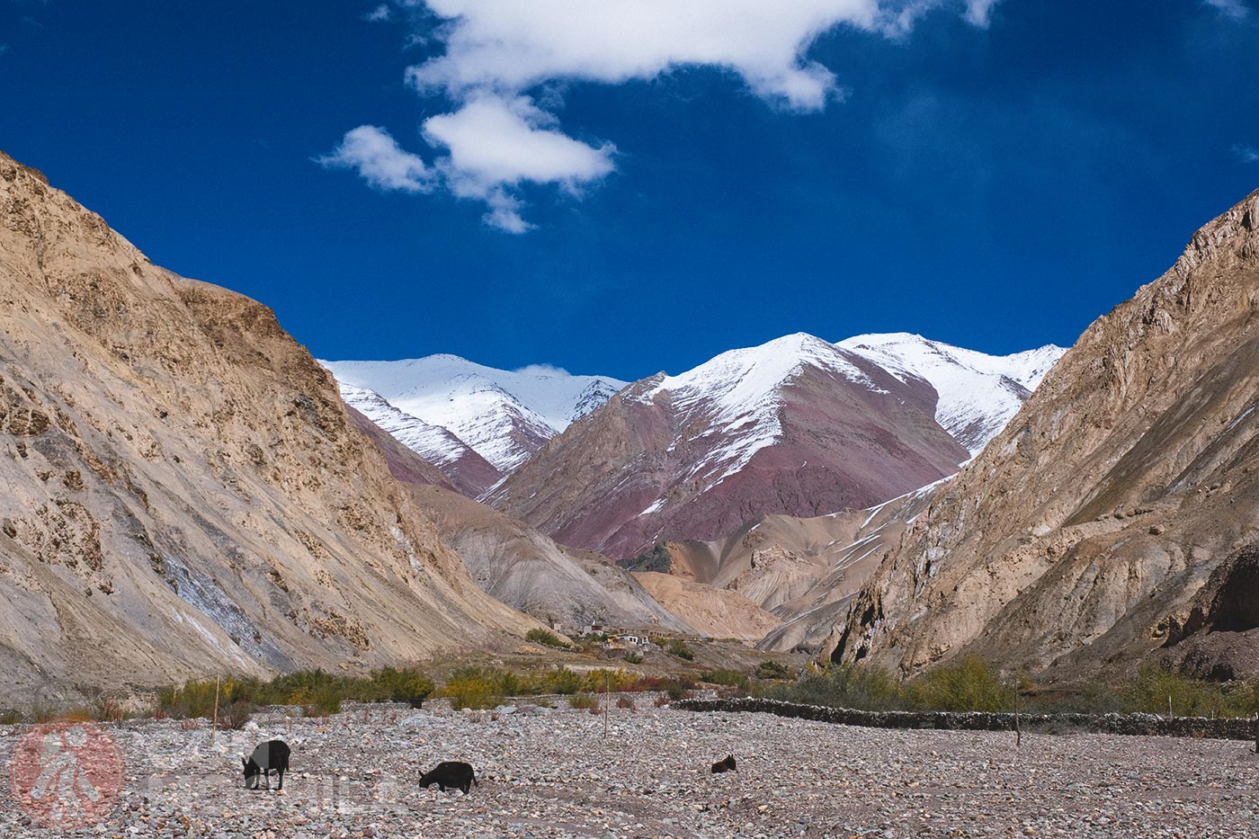 Markha - Upper Hankar (42)