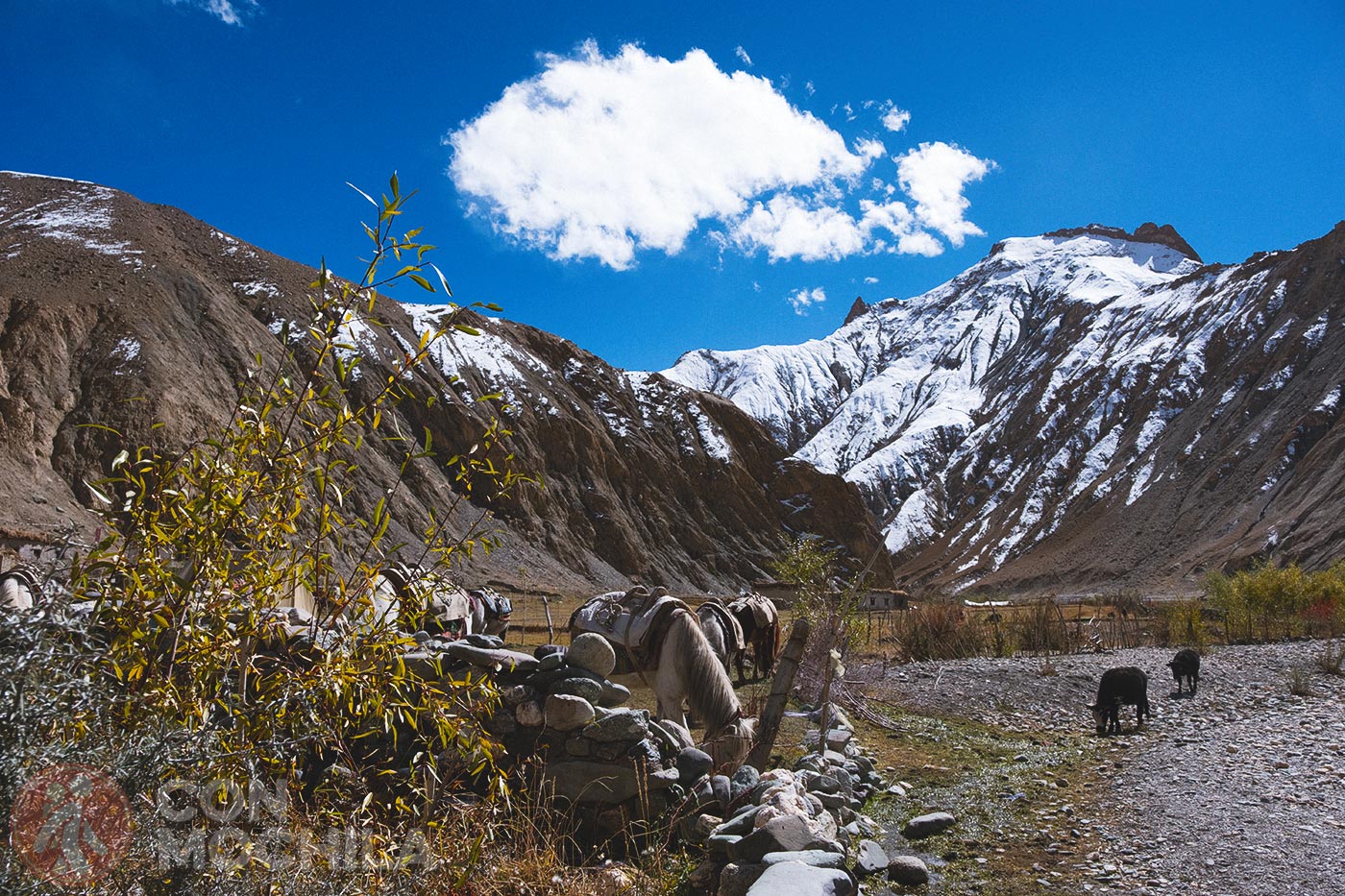 Markha - Upper Hankar (43)