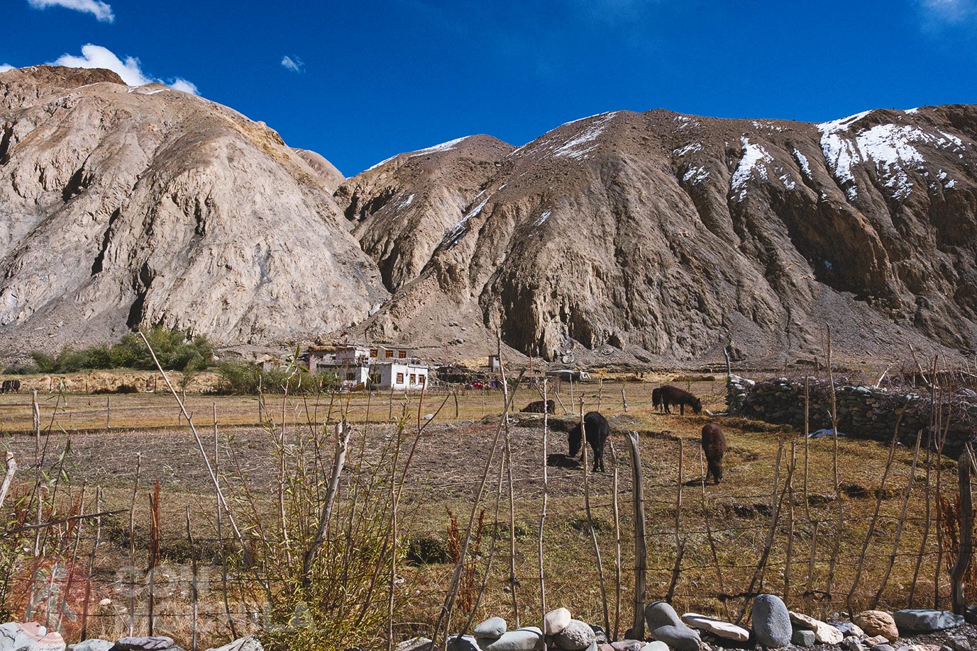 Markha - Upper Hankar (44)