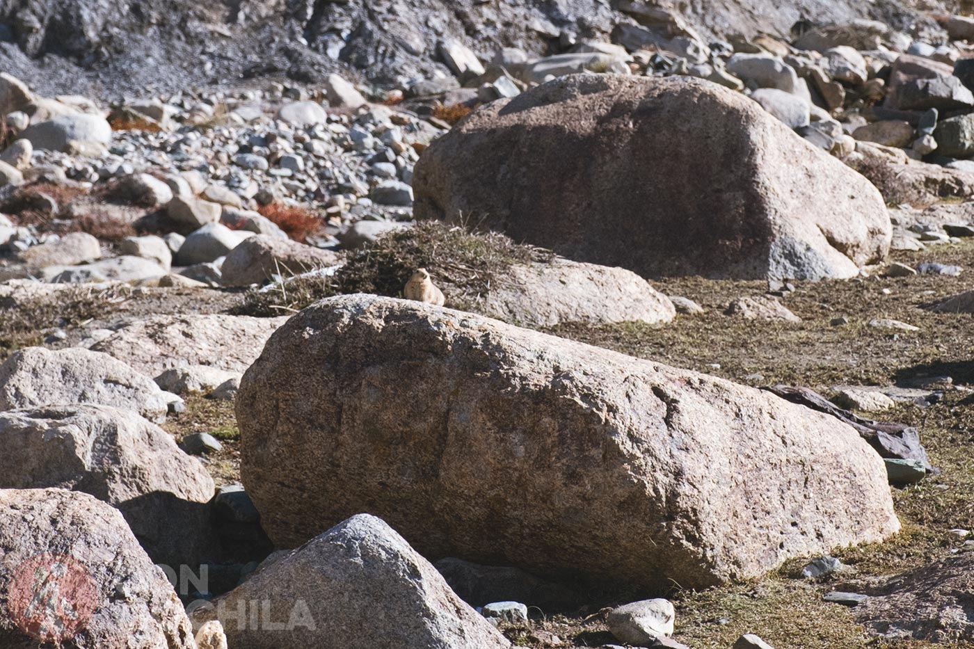 Upper Hankar - Nimaling (9)