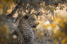 YALA NATIONAL PARK