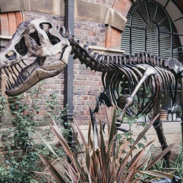The Sedgwick museum of earth sciences