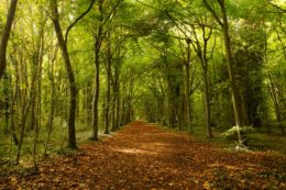 Wandlebury conuntry park