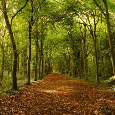 Wandlebury conuntry park