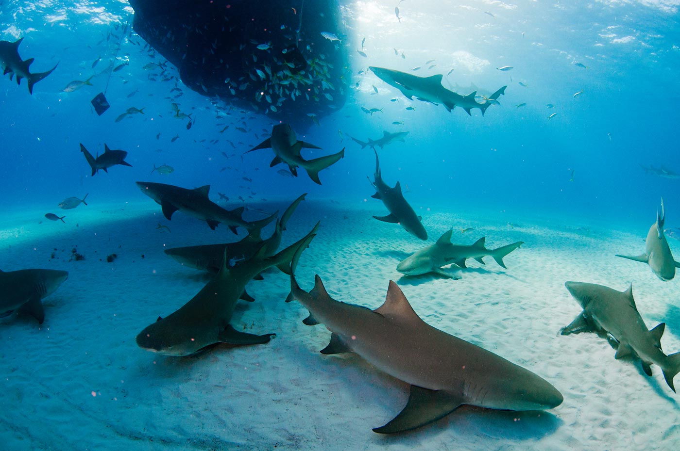 La crónica cósmica. Un barco en un mar lleno de tiburones