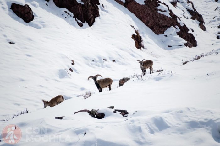 Fauna salvaje en Leh