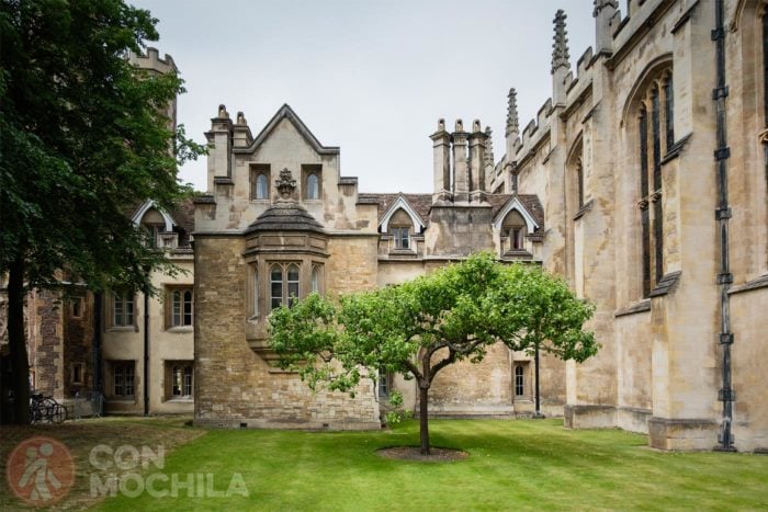 Newton's apple tree