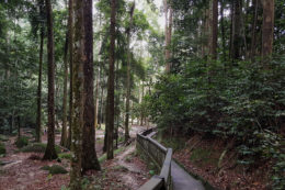Guia de viaje Kuala Lumpur FRIM Forest Research Institute