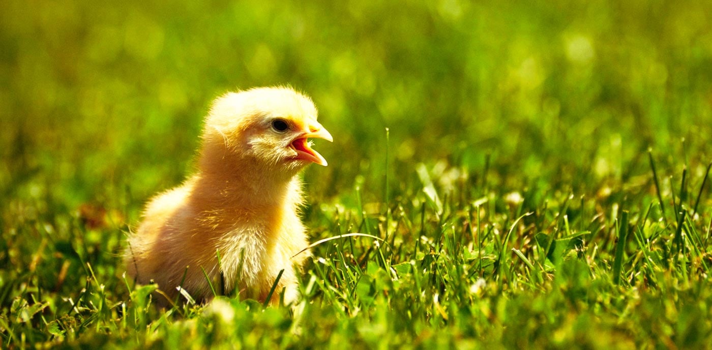 La crónica cósmica. El maldito pollito corriendo a toda hostia