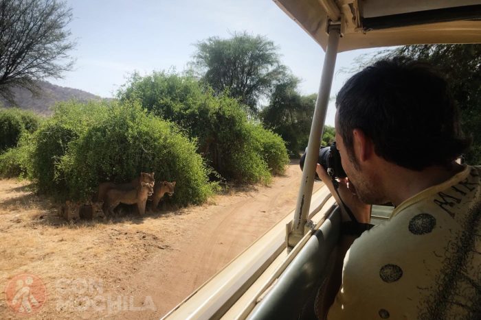 Fotografiando lenoes en Samburu