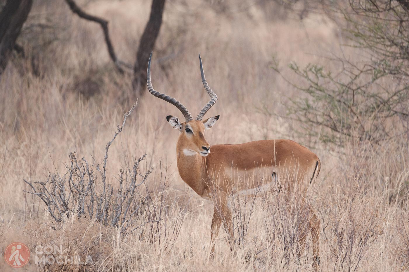 Impala