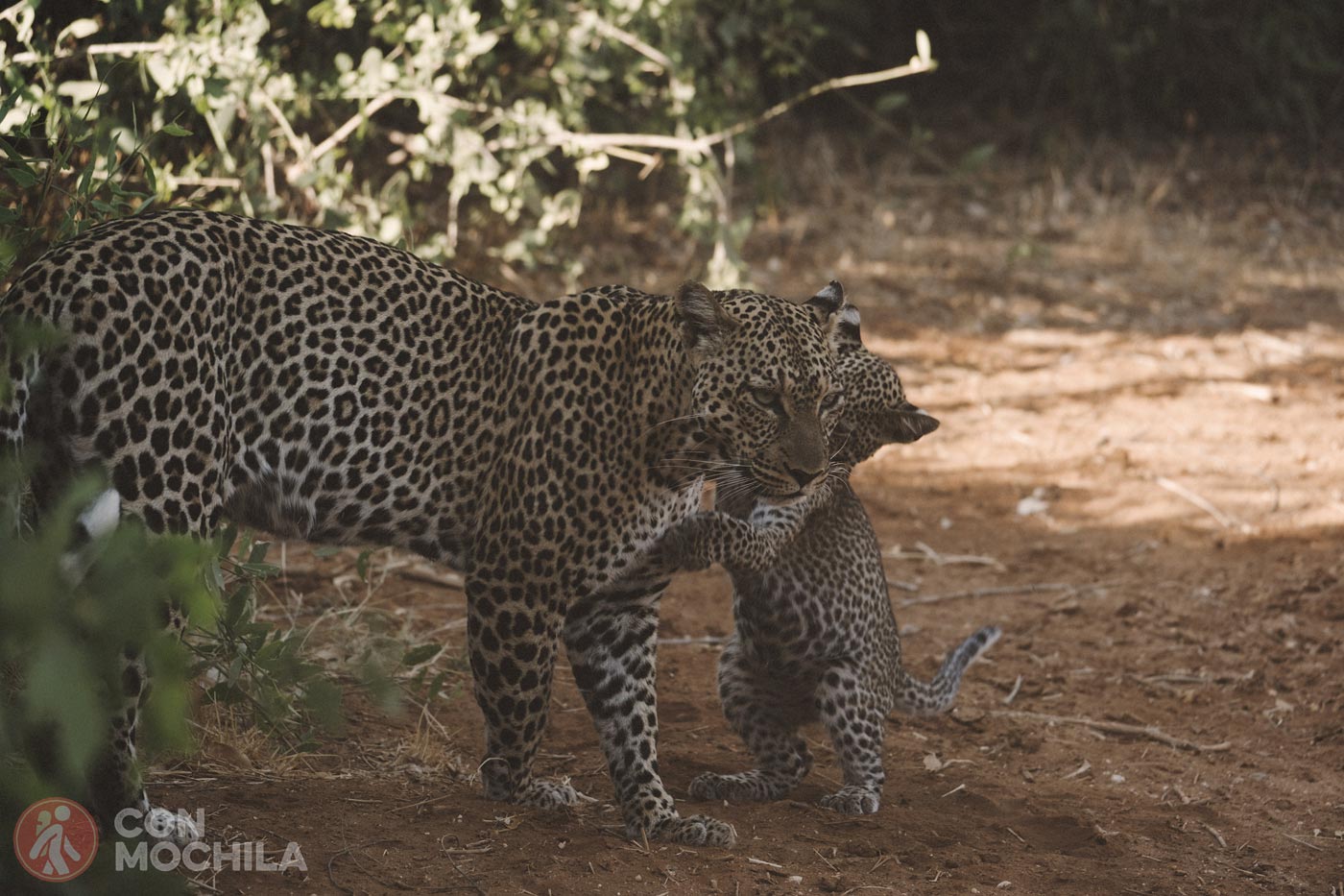 Leopardo