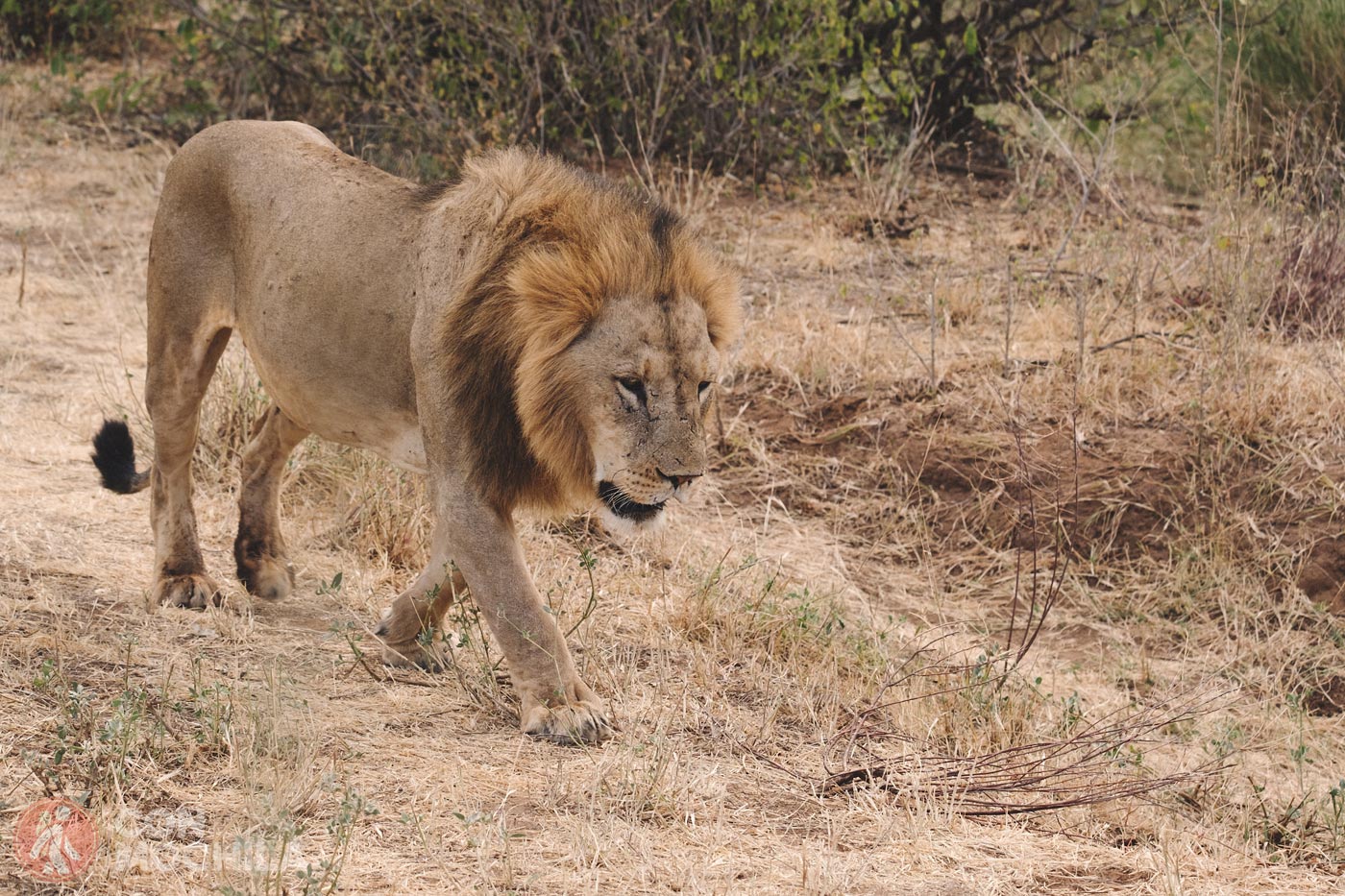León