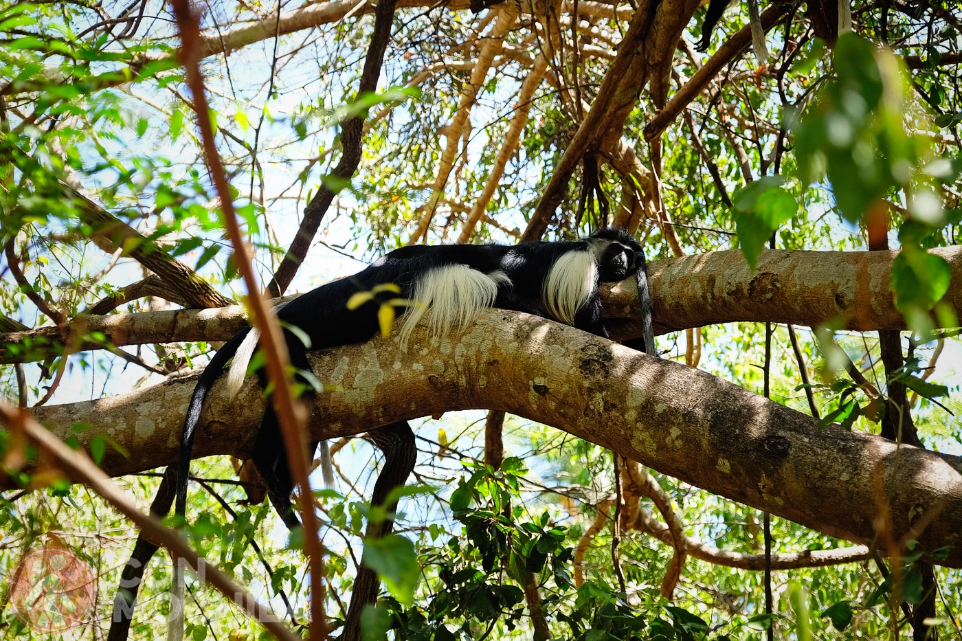 COLOBUS CONSERVATION