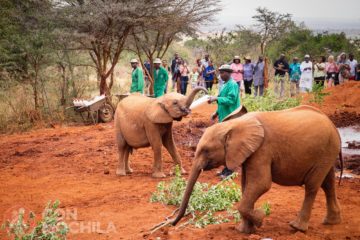 SHELDRICK WILDLIFE TRUST