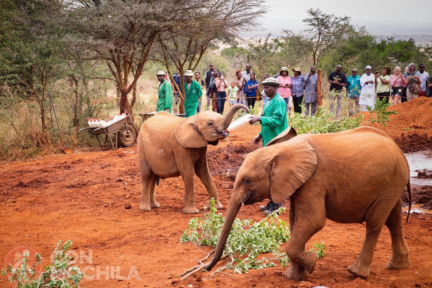 SHELDRICK WILDLIFE TRUST