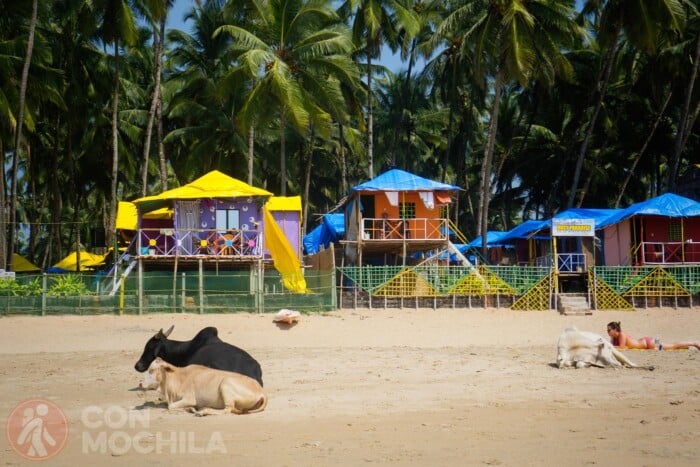 Vacas y bungalows, escena típica en las playas de Goa