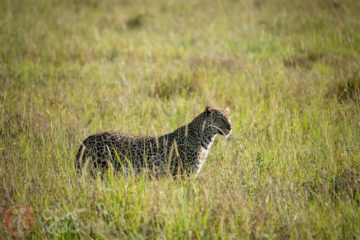 Masai Mara