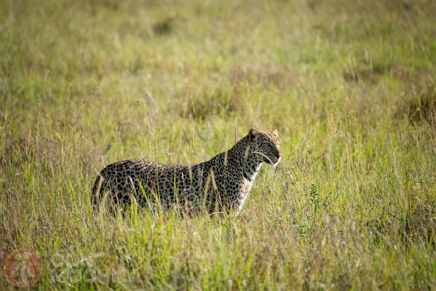 Masai Mara