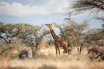 Animales salvajes de Kenia