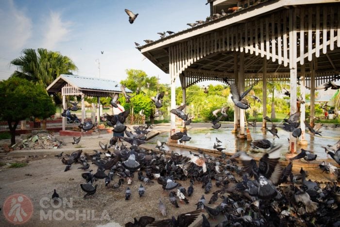 Las palomas a miles