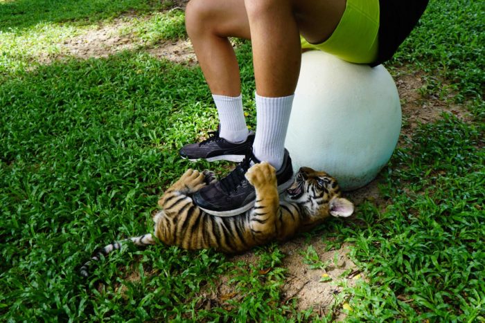 Jugando con un bebé de tigre de mascota