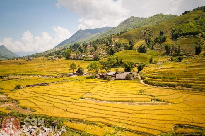 Terrazas y cultivos de arroz en Sapa