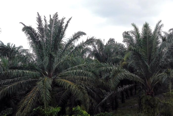 arboles palma malasia kluang