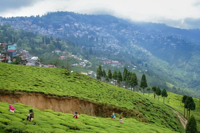 Plantaciones de te Happy Valley