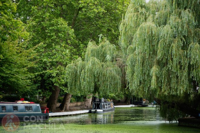 Verde, verde y más verde en Little venice