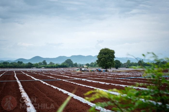 Un campo de cultivo