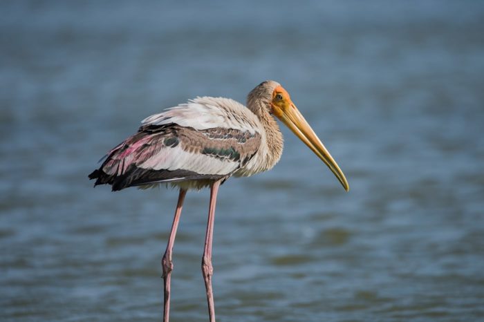 Painted Stork en Flood Plains National Park