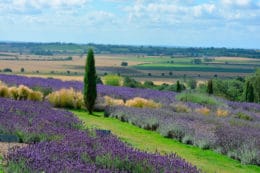 Yorkshire Lavender