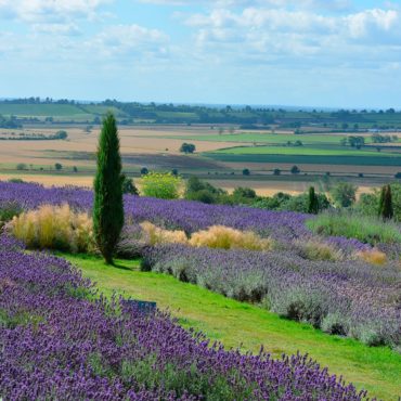 Yorkshire Lavender