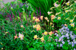 York Breezy Knees Garden