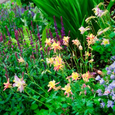 York Breezy Knees Garden