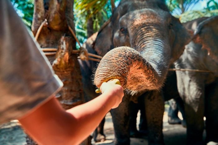 Elefante en santuario