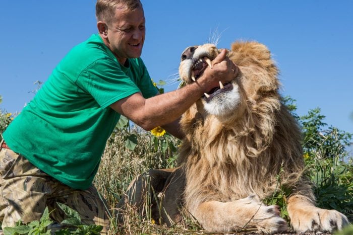 "Jugando" con un león