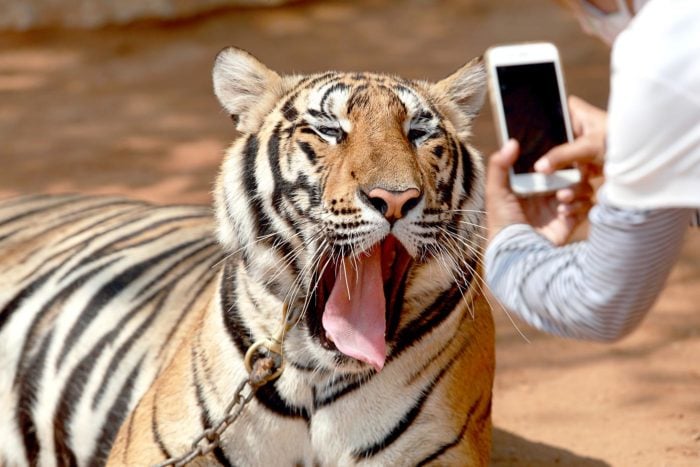 Centros de tigres y su foto de rigor...