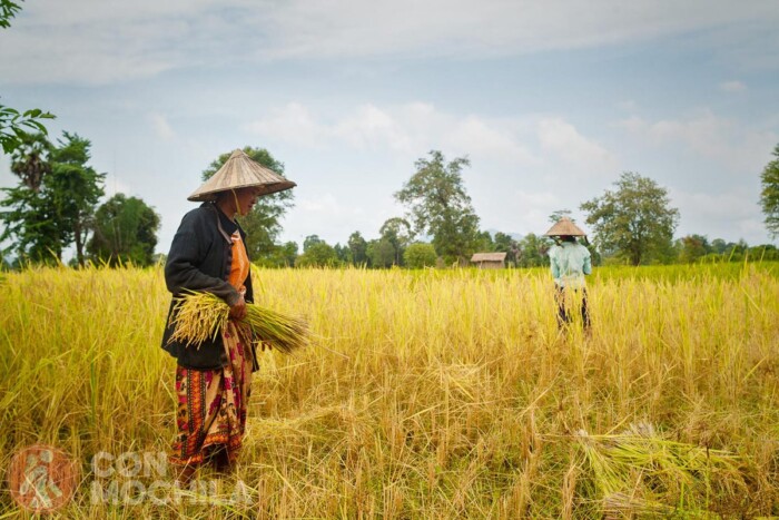 Trabajo en el campo