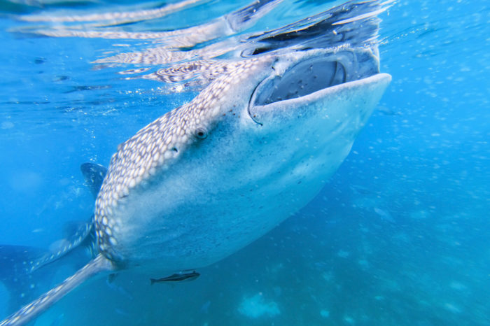 Tiburón ballena
