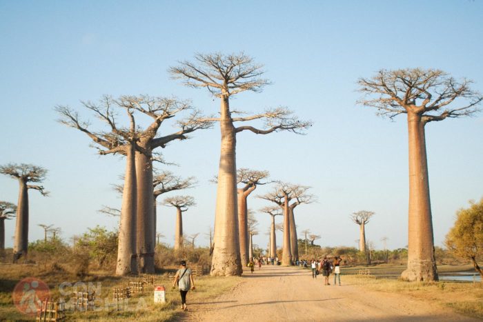 Avenida del baobab