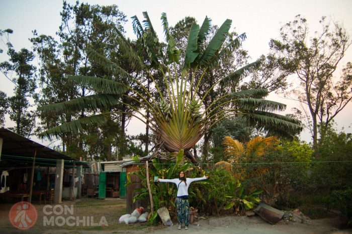 Ravenala madagascaiensis o árbol del viajero