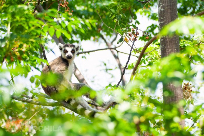 Bienvenidos a Madagascar