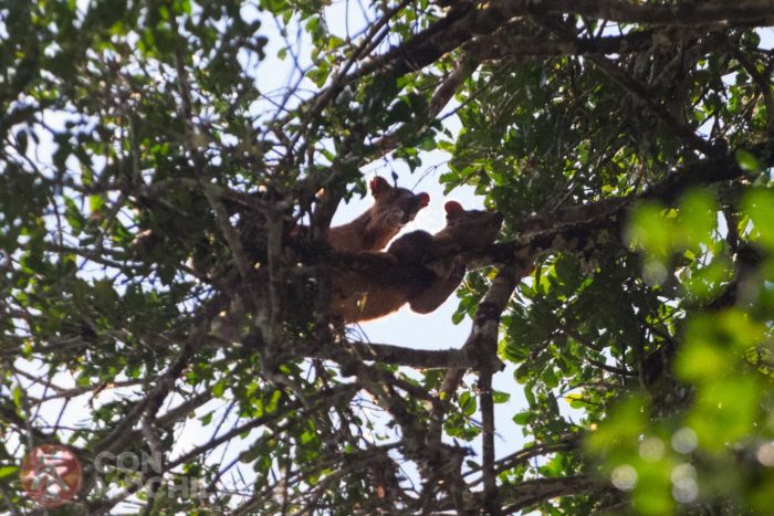 ¡Que viene el fossa!