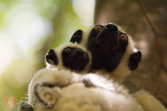 Sifaka de Decken